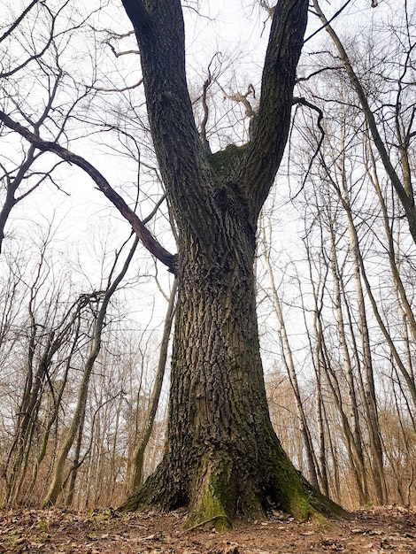 Grande vecchia quercia da vicino che cresce nella foresta