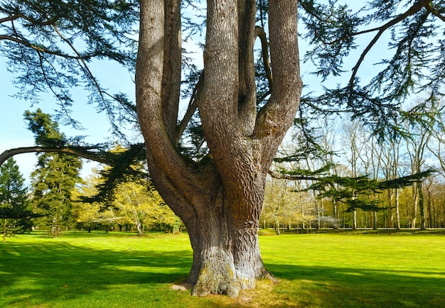 Grande vecchio albero con tronco spesso diviso nel parco di primavera