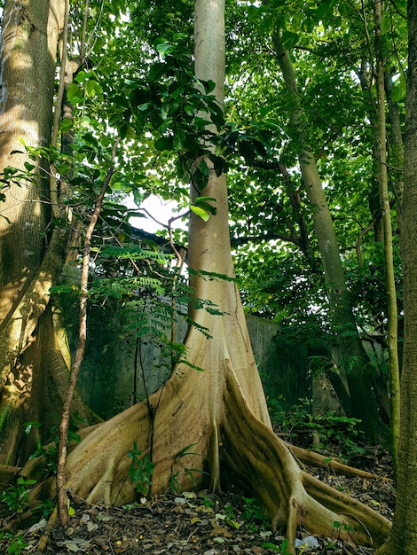 grande vecchio albero nel parco