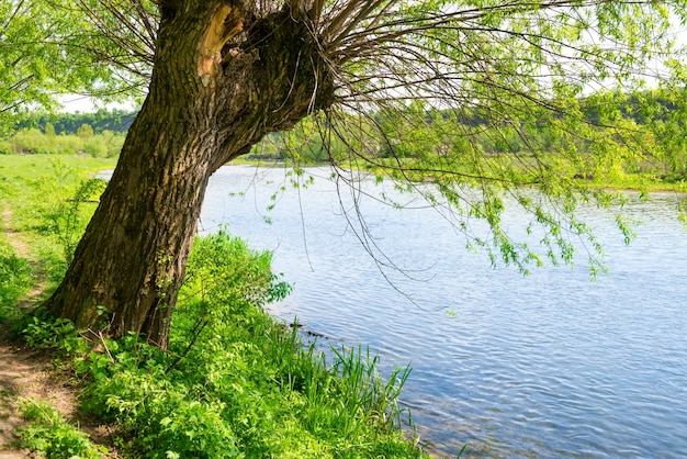 Grande vecchio albero sulla riva del fiume