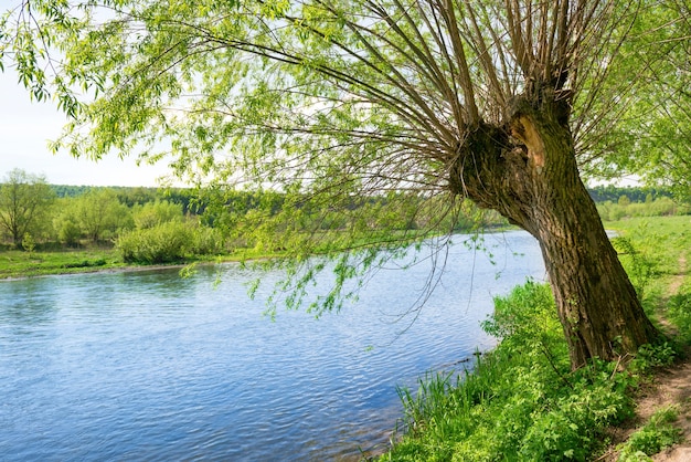 Grande vecchio albero sulla sponda del fiume. Giornata estiva con cielo azzurro brillante