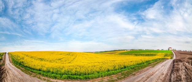 Grande vista panoramica con strada sterrata attraverso campi di colza in fiore