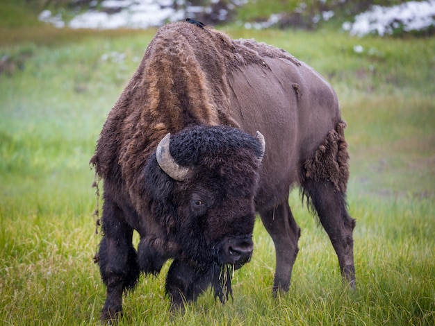 Grande Yellowstone Bison Buffalo al Parco Nazionale di Yellowstone Wyoming negli Stati Uniti