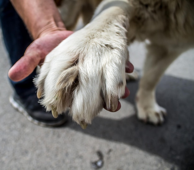 Grande zampa di un grosso cane.