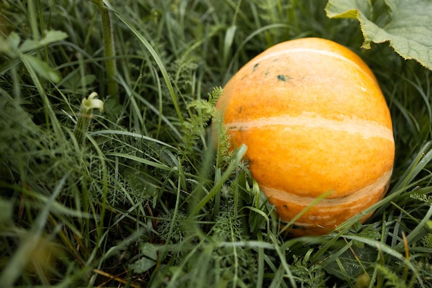 Grande zucca arancione con foglie autunnali al tramonto