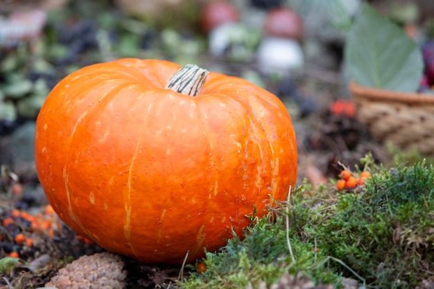 Grande zucca arancione su sfondo pianta verde