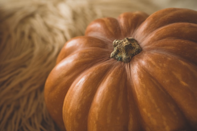 Grande zucca arancione su un maglione caldo. Zucca nel morbido pullover. Sfondo di ringraziamento - zucche arancioni.