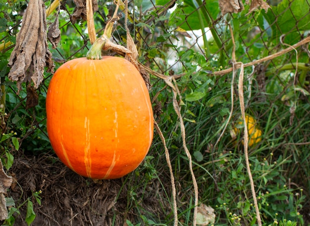 Grande zucca arancione sullo sfondo di un vecchio recinto, in una soleggiata giornata estiva o autunnale, all'aperto.