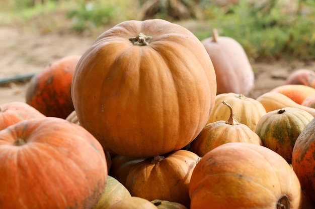 Grande zucca e sfondo autunnale