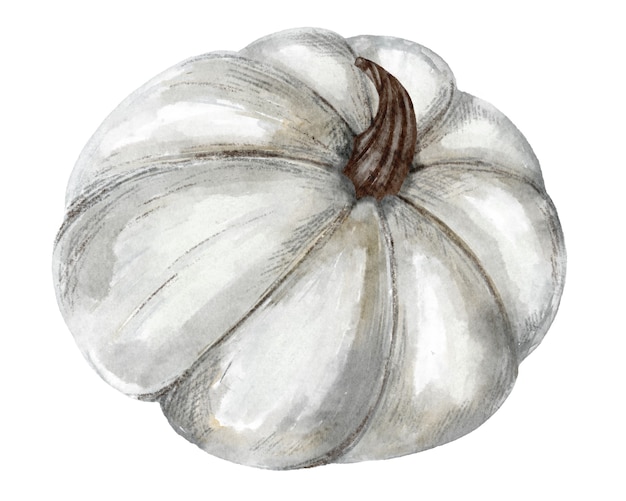 Grande zucca grigia disegnata a mano. Festa del raccolto autunnale. Illustrazione botanica per il design, la stampa o lo sfondo.