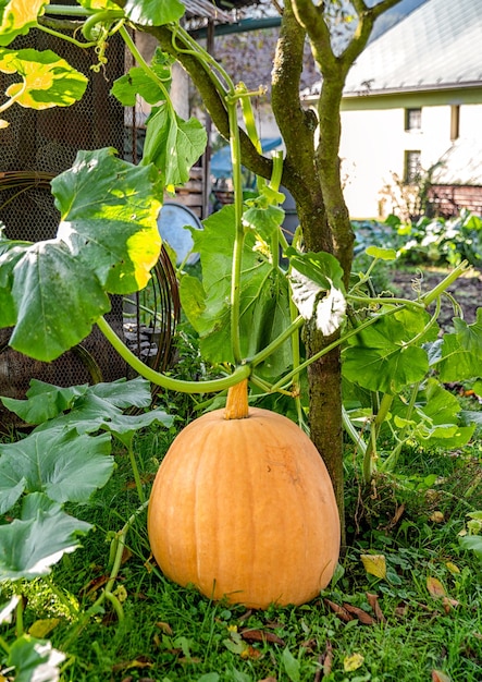 Grande zucca in giardino