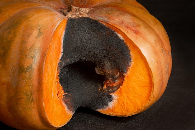 Grande zucca tagliata con muffa nera all'interno Conservazione impropria