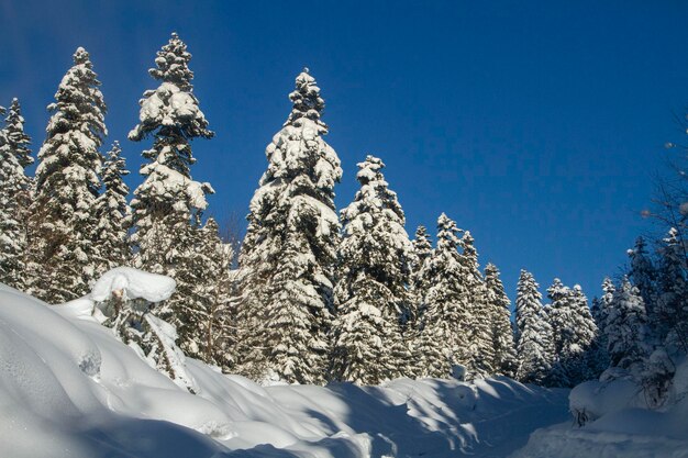 Grandi abeti ricoperti di neve spessa sullo sfondo del cielo blu