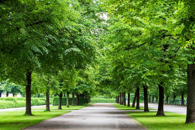 Grandi alberi con strada nel parco. Sfondo verde della natura.