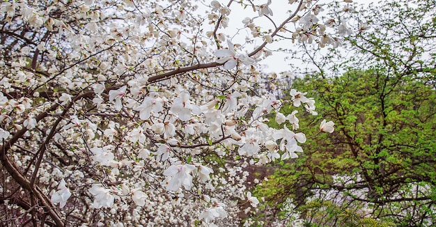 Grandi alberi di magnolia rosa e bianca fioriscono in un parco in un giorno di primavera