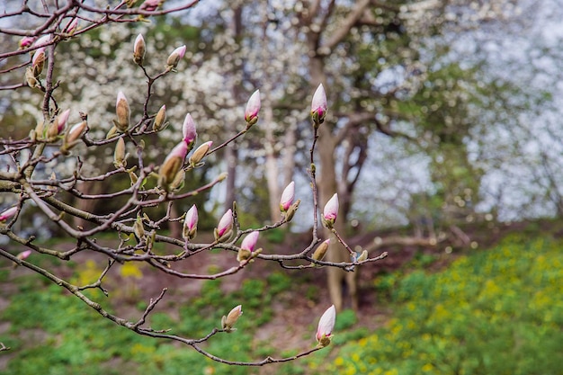 Grandi alberi di magnolia rosa e bianca fioriscono in un parco in un giorno di primavera