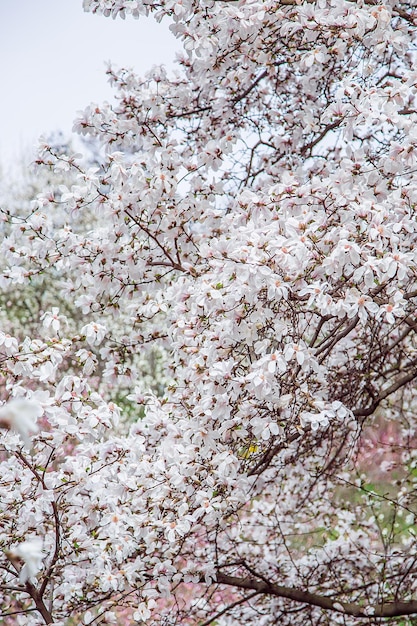 Grandi alberi di magnolia rosa e bianca fioriscono in un parco in un giorno di primavera