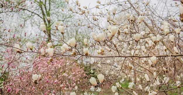 Grandi alberi di magnolia rosa e bianca fioriscono in un parco in un giorno di primavera