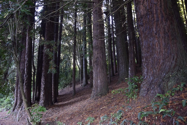 Grandi alberi di pino nel parco sulla collina Puerto Varas Cile