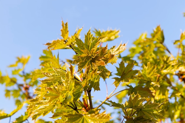 Grandi alberi fotografati in primo piano caratteristiche e dettagli di alberi che crescono nella foresta o nelle piante naturali del parco