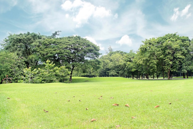 Grandi alberi nel giardino