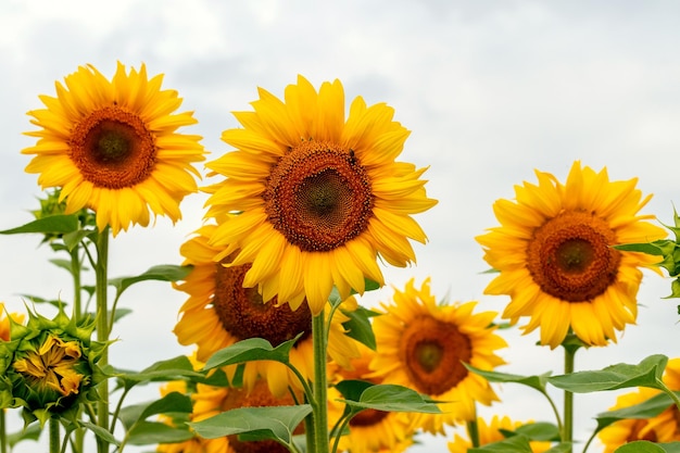 Grandi bei girasoli nel campo si chiudono su sfondo cielo