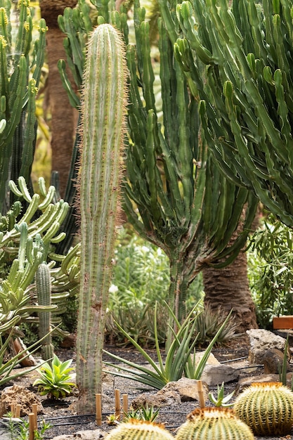 Grandi cactus sull'isola di Tenerife Isole Canarie, Spagna.