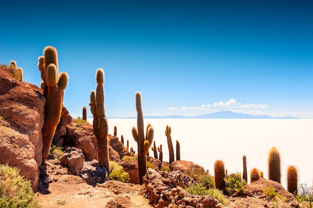 Grandi cactus verdi sull'isola di Incahuasi Salar de Uyuni distesa di sale Altiplano Bolivia