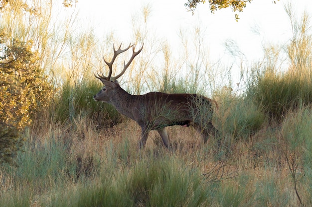 Grandi cervi nel campo