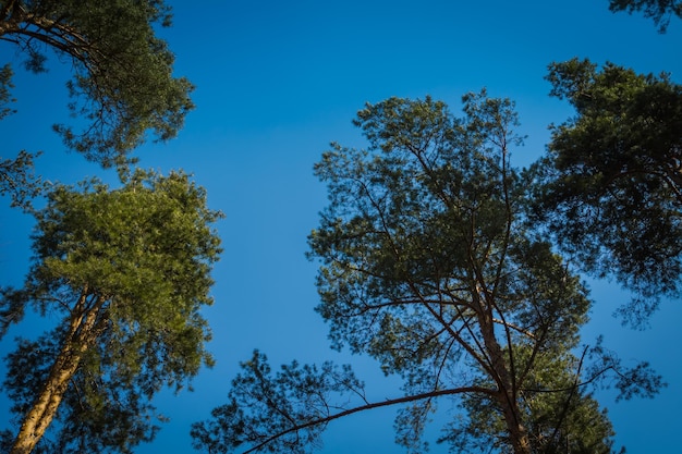 Grandi cime degli alberi di pino nel cielo blu chiaro