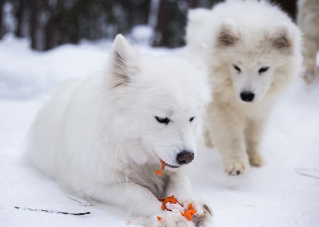 Grandi cuccioli bianchi e soffici giocano in inverno sulla neve