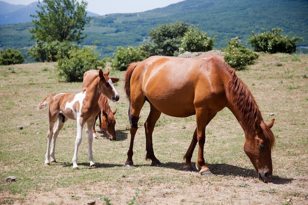 Grandi e piccoli cavalli al pascolo in campo nelle montagne in Crimea