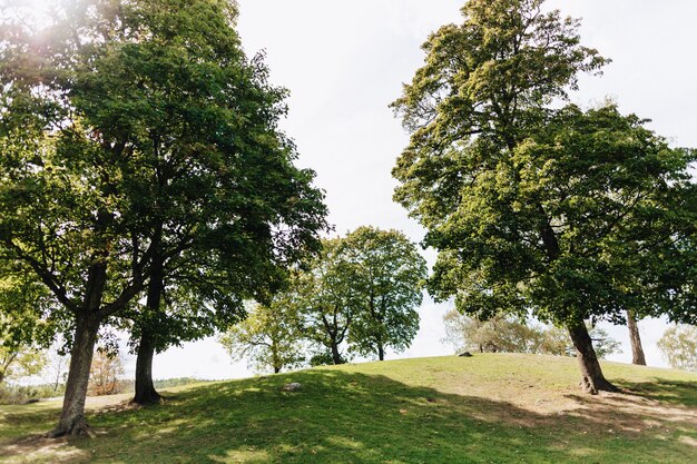 Grandi e pittoreschi alberi verdi nel parco gettano un&#39;ombra su un magnifico prato