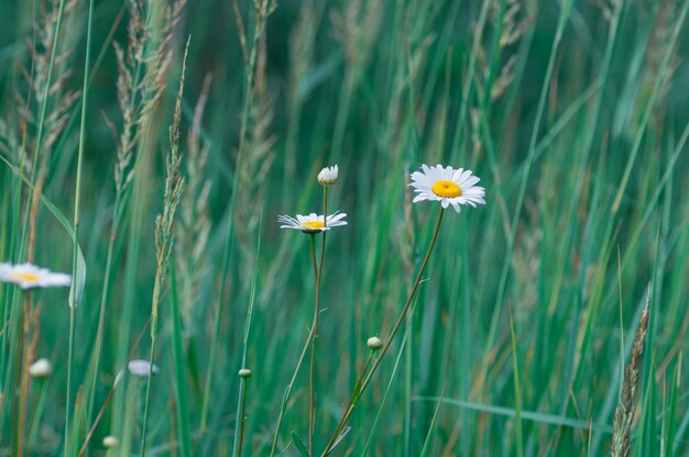 Grandi fiori bianchi della margherita su erba verde.