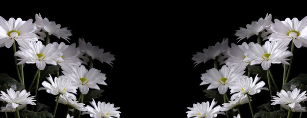 Grandi fiori di camomilla autunnale Levcantemella su sfondo nero