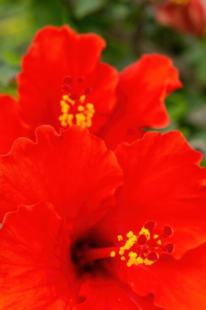 Grandi fiori di ibisco rosso brillante su un cespuglio