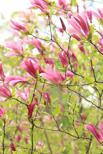 Grandi fiori di magnolia rosa su uno sfondo sfocato Fioritura di arbusto o albero Fiori