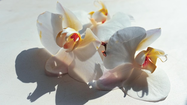 Grandi fiori di orchidea bianchi su sfondo marrone