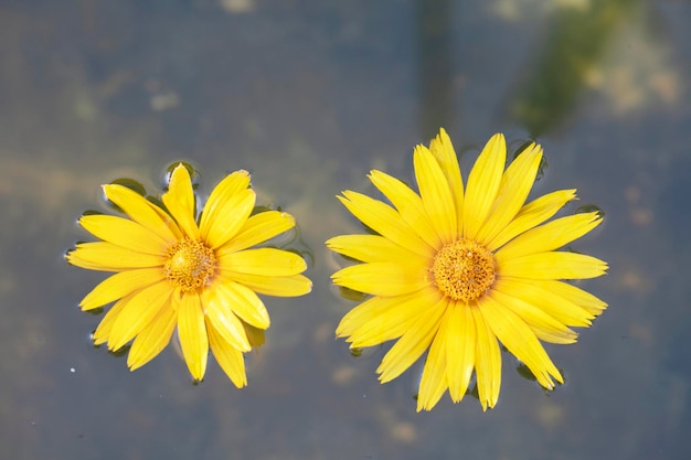 Grandi fiori gialli in acqua scura