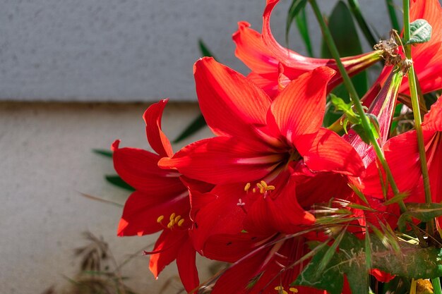 Grandi fiori in fiore di gigli rossi.