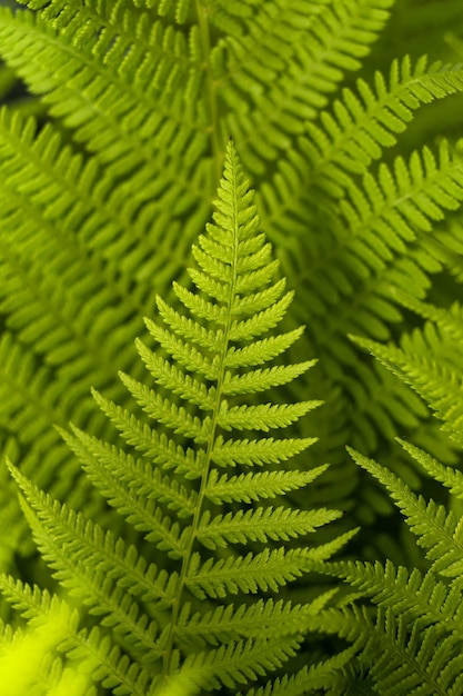 Grandi foglie di felce verde fresco in una foresta in un giorno d'estate Bellissimo paesaggio verde e sfondo