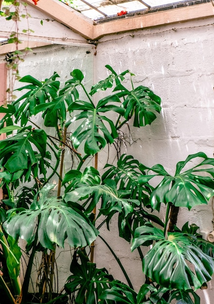 Grandi foglie di monstera verde brillante in serra al negozio di fiori