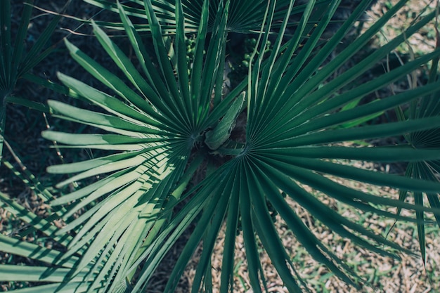 Grandi foglie di palma verde della famiglia Sabal minor. Sfondo tropicale naturale, primo piano.