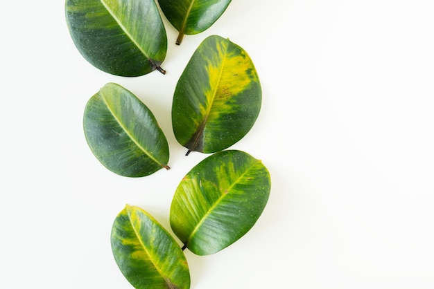 Grandi foglie gialle cadute da un vaso di ficus malattia da vaso per piante da interno Posto per il testo