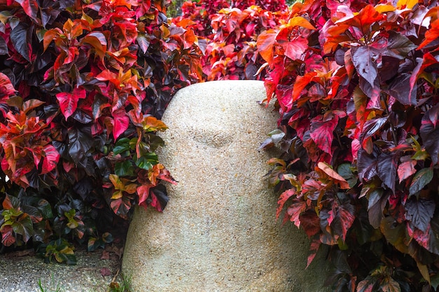 Grandi foglie rosse dell'arbusto Acalypha wilkesiana vicino alla roccia Piante tropicali nella progettazione del paesaggio