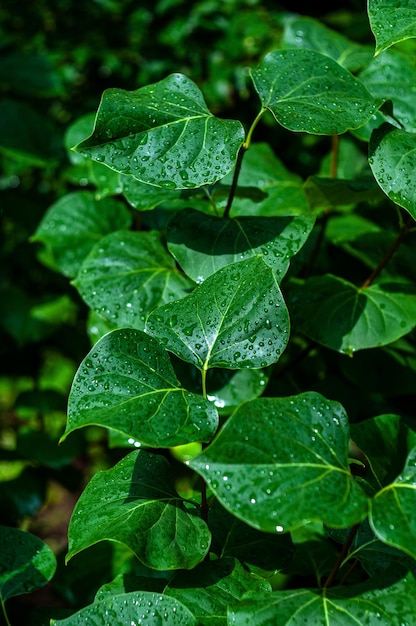 Grandi foglie verdi bagnate con gocce di pioggia all'aperto