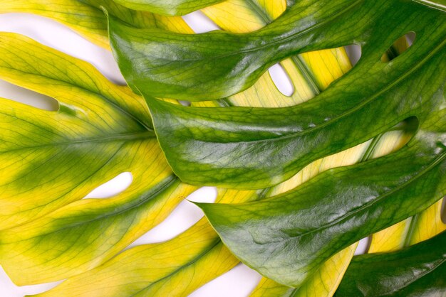 Grandi foglie verdi e gialle di Monstera, vicino tropicale della pianta del formaggio svizzero.