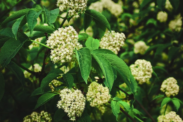 Grandi foglie verdi e infiorescenze bianche di fiori