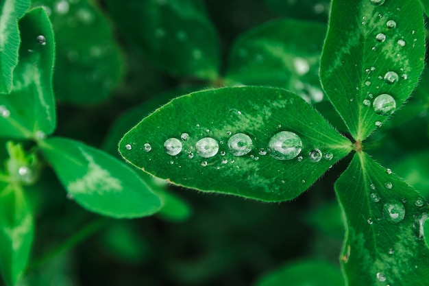 Grandi foglie verdi ricoperte di gocce d'acqua dopo le piogge estive