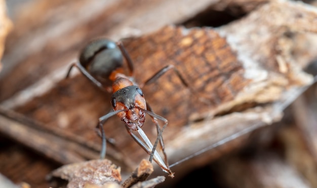 grandi formiche della foresta in un habitat nativo